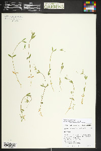 Stellaria irrigua image