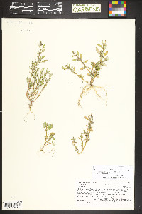 Oxybasis glauca image