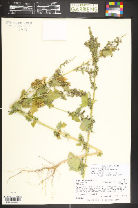Atriplex heterosperma image