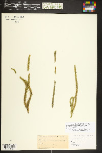 Lycopodiella alopecuroides image