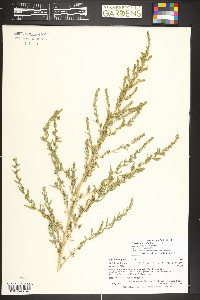 Bassia scoparia image