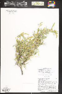 Zuckia brandegeei image