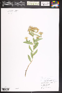 Herrickia glauca image