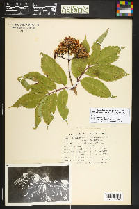 Sambucus racemosa subsp. racemosa image
