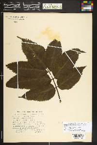 Sambucus racemosa var. melanocarpa image