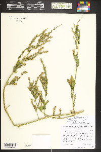Atriplex heterosperma image