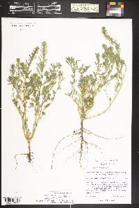 Bassia scoparia image