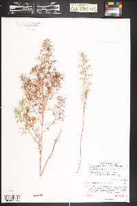 Dysphania graveolens image