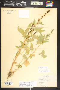 Blitum capitatum image