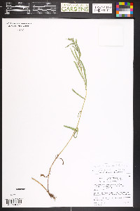 Symphyotrichum falcatum image