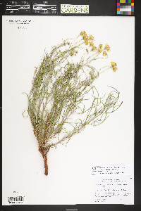 Senecio flaccidus var. flaccidus image