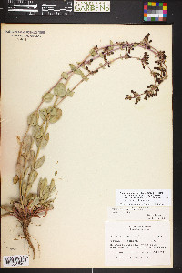 Penstemon pachyphyllus var. mucronatus image