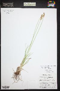 Carex tahoensis image