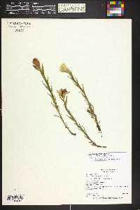 Castilleja septentrionalis image