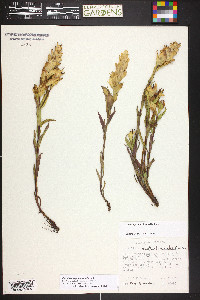 Castilleja septentrionalis image