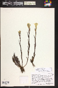 Castilleja septentrionalis image