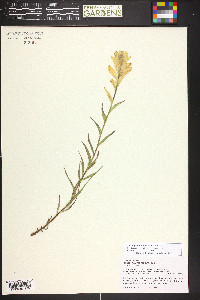 Castilleja septentrionalis image