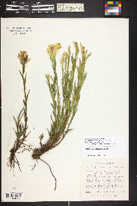 Castilleja septentrionalis image