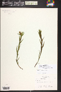 Castilleja septentrionalis image