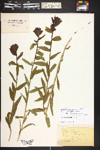 Castilleja septentrionalis image