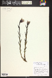 Castilleja septentrionalis image