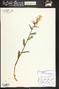 Castilleja septentrionalis image