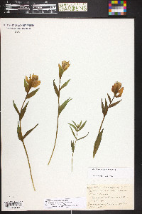 Castilleja septentrionalis image