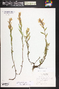 Castilleja septentrionalis image