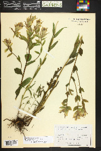 Castilleja septentrionalis image