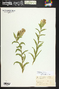 Castilleja septentrionalis image