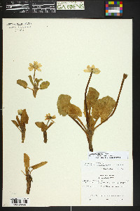 Caltha chionophila image