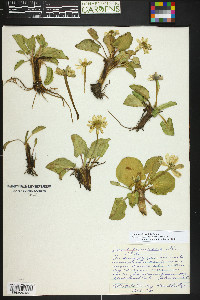 Caltha chionophila image