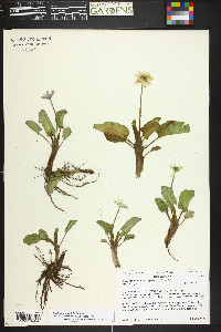 Caltha chionophila image
