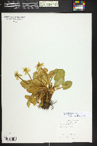 Caltha chionophila image