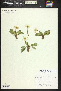 Caltha chionophila image