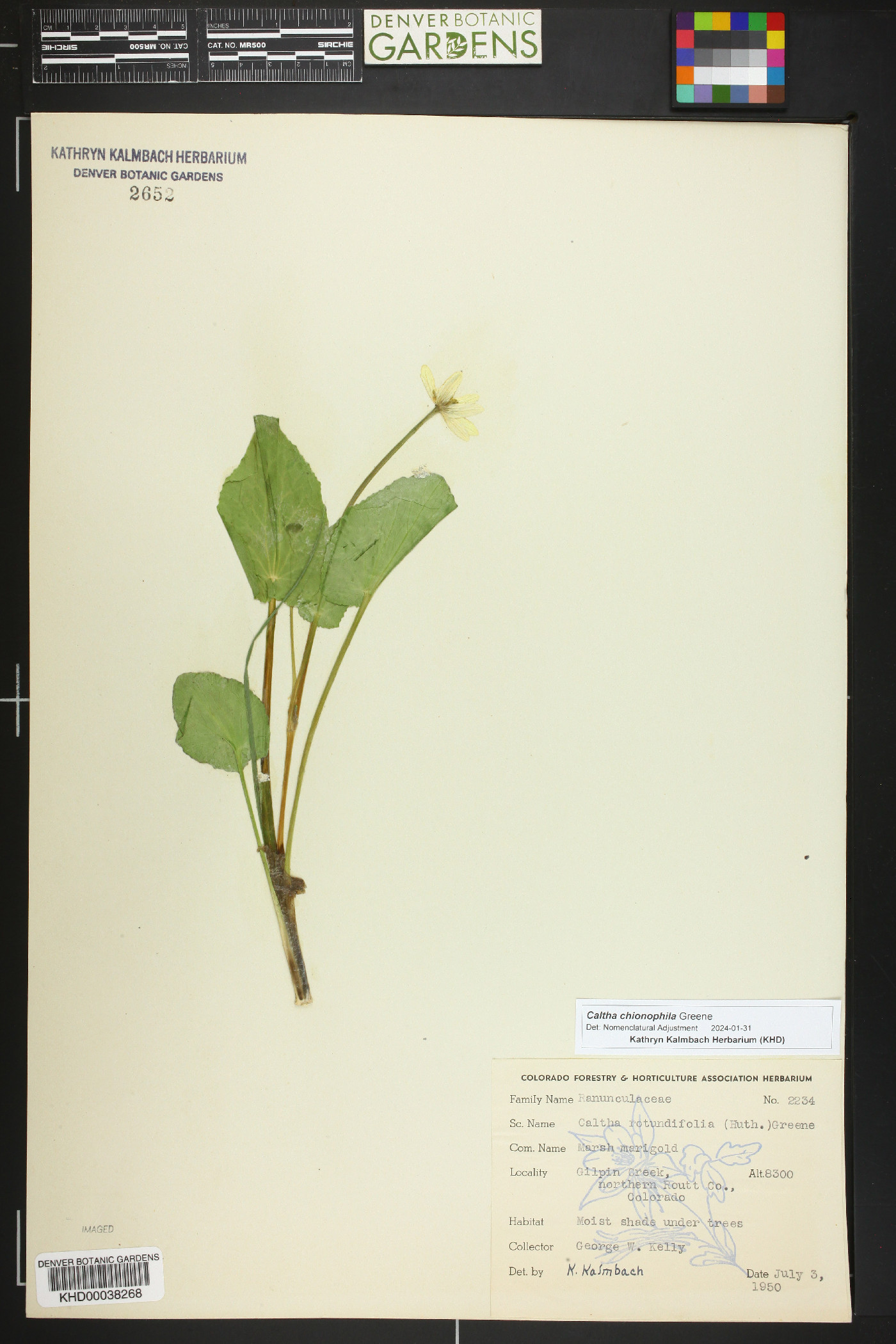 Caltha chionophila image