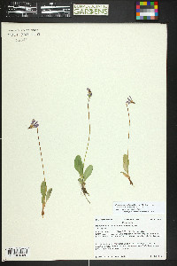 Primula pauciflora image