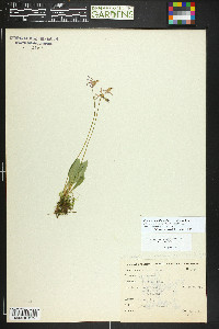 Primula pauciflora image