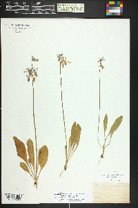 Primula pauciflora image