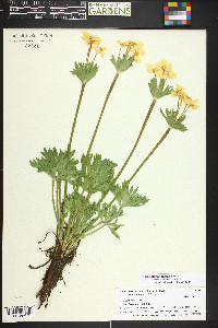 Anemonastrum zephyrum image