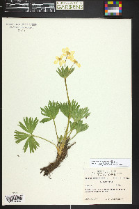 Anemonastrum zephyrum image