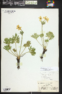 Anemonastrum zephyrum image