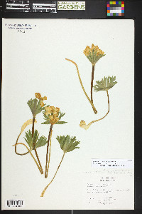 Anemonastrum zephyrum image