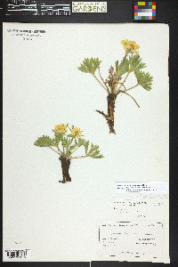 Anemonastrum zephyrum image