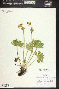 Anemonastrum zephyrum image