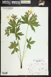 Anemone canadensis image