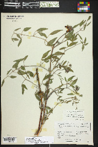 Clematis scottii image