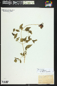 Clematis scottii image