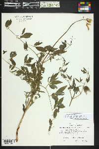 Clematis scottii image