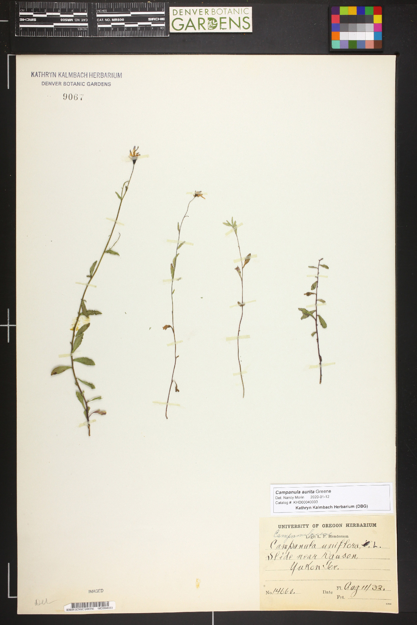 Campanula aurita image